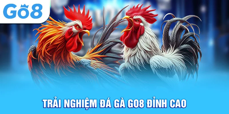 Trải nghiệm đá gà Go8 đỉnh cao